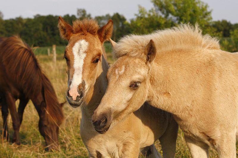 Gabriel und Lysir 2.jpg